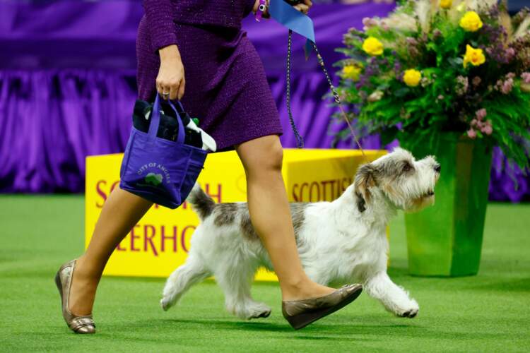 Westminster Dog Show 2023