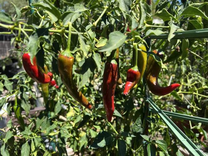 Guajillo Chiles