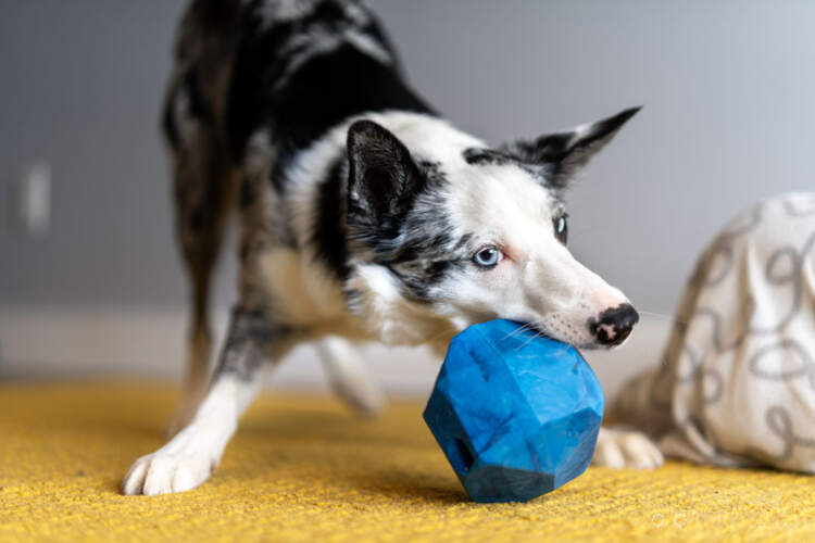 Licking Toy for Your Dog