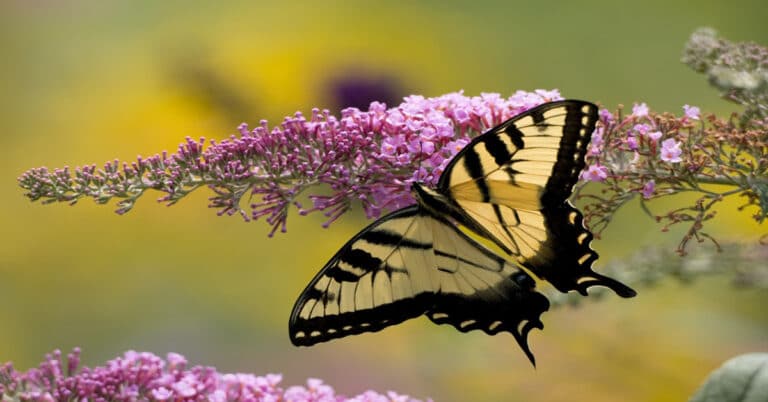 Butterflies of New York Flashcards